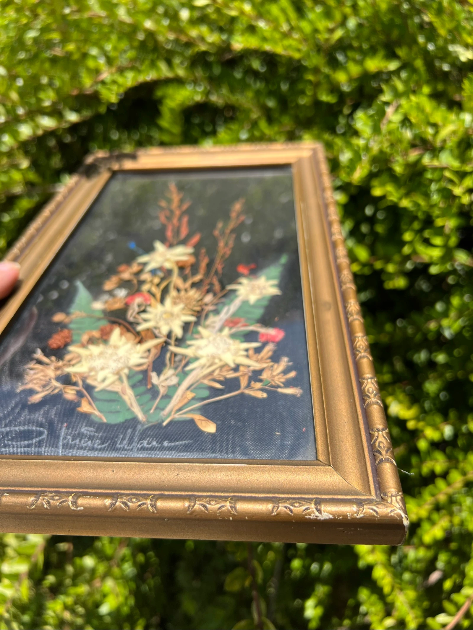 💮 Vintage frame gedroogde bloemen Edelweiss gesigneerd – Wanddecoratie 32 x 19 cm – photo 8